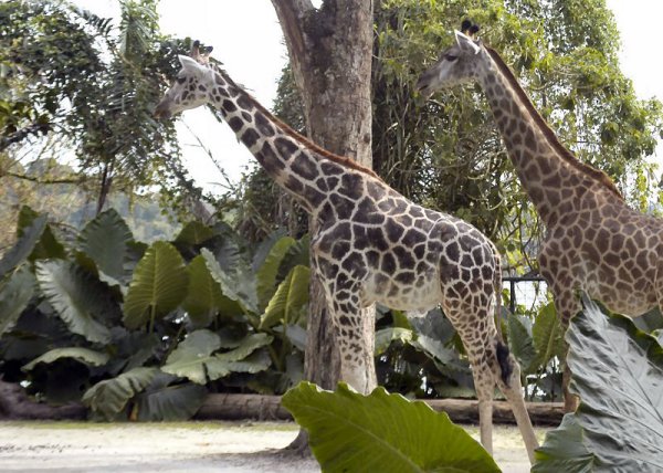 zoo_giraffes