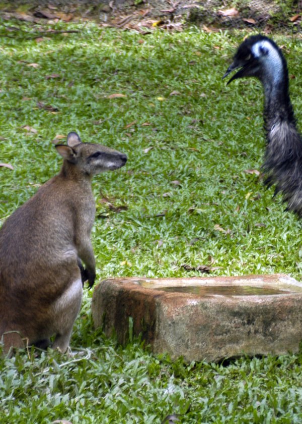 zoo_kangaroo