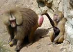 zoo_baboon_family