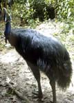 zoo_cassowary