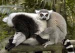 zoo_lemurs