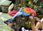 zoo_parrots