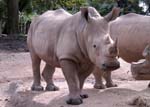 zoo_rhino