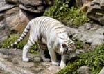 zoo_white_tiger